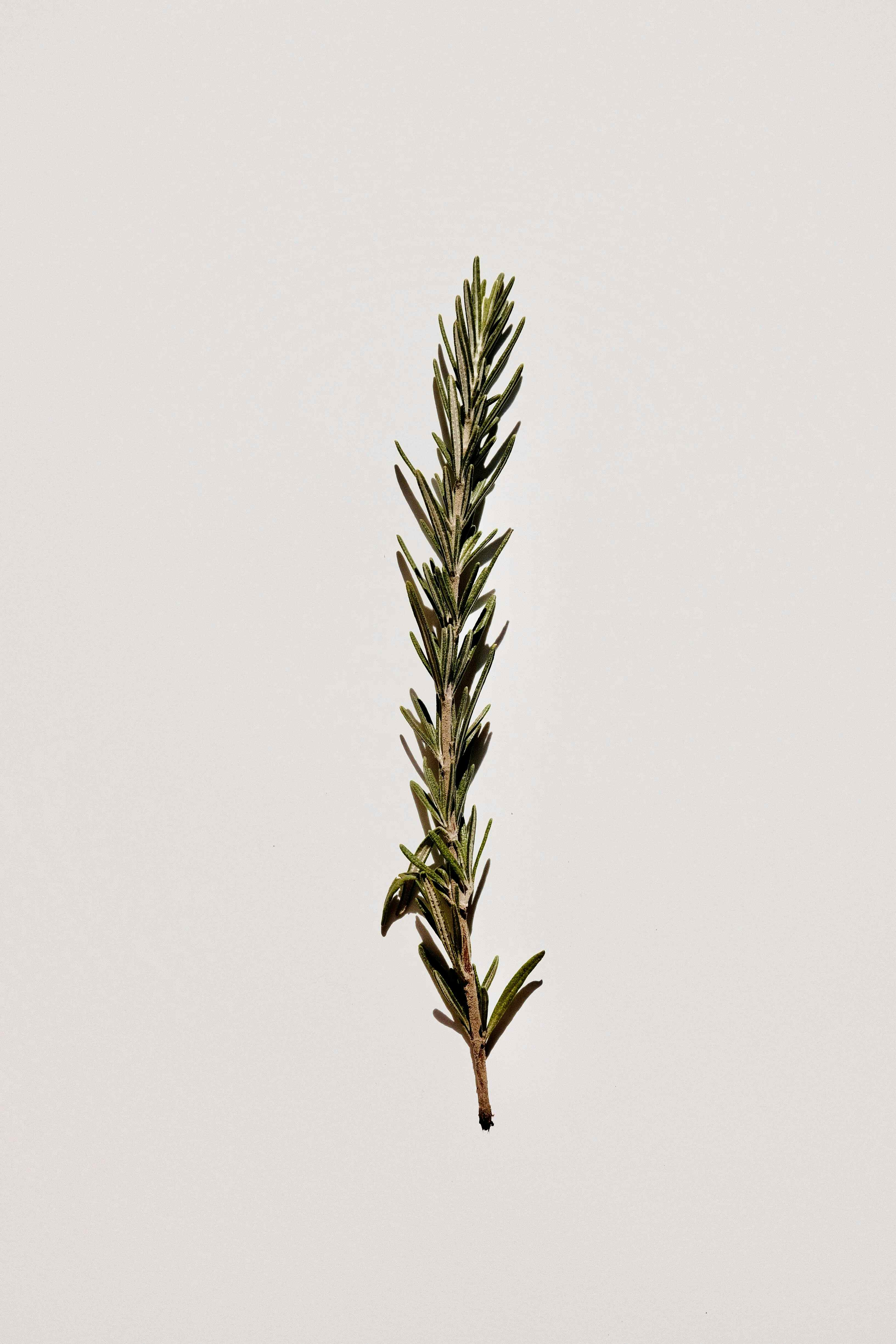 Rosemary - a herb used in a variety of our dishes