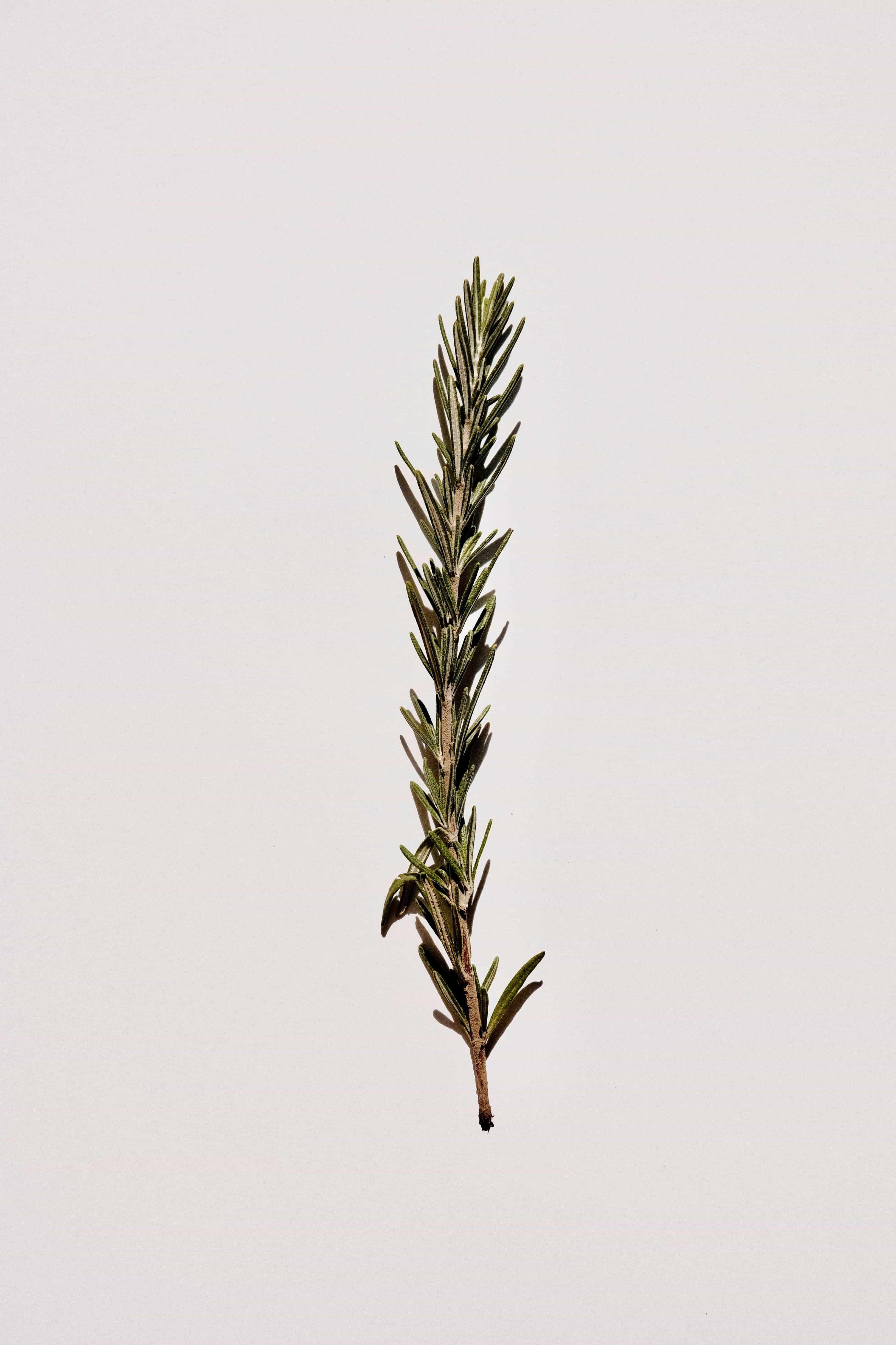 Rosemary - a herb used in a variety of our dishes